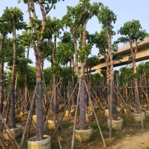 重阳木秋枫