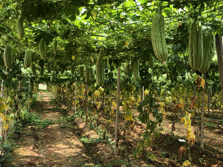 伊丽莎白香瓜种植基地