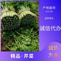 【实力商家】产地直发【诚实守信】保质保量【精品芹菜】芹菜