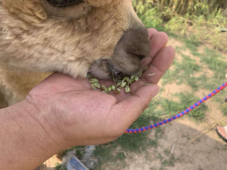 羊驼与游客互动场景