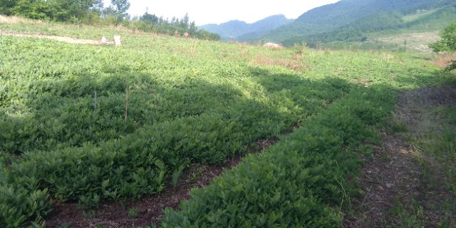 山竹种植园规划示意图