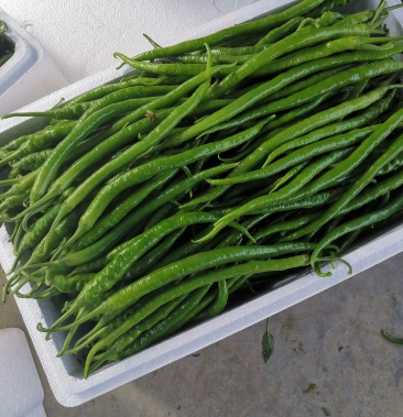 黄线椒潍坊青州黄线椒大量上市8号线椒3号线椒