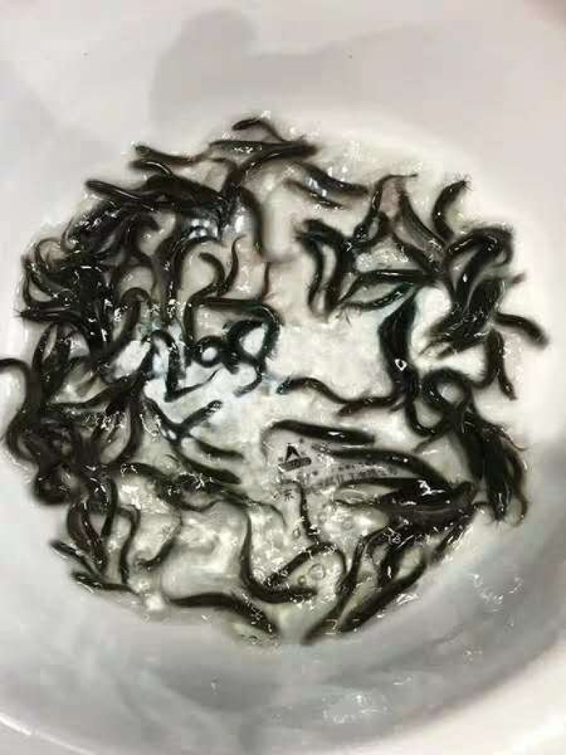 包含成都泥鳅养殖基地的词条 包罗
成都泥鳅养殖基地的词条 养殖