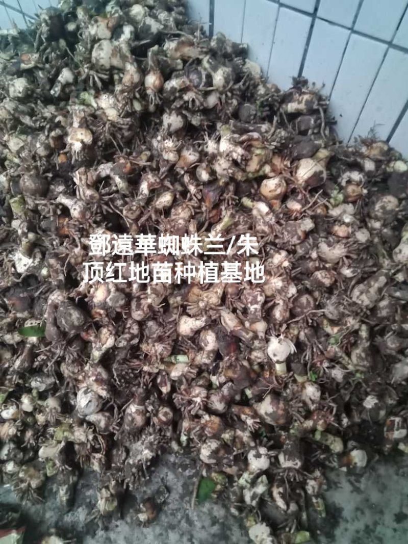 蜘蛛兰种球特圆电商都懂得