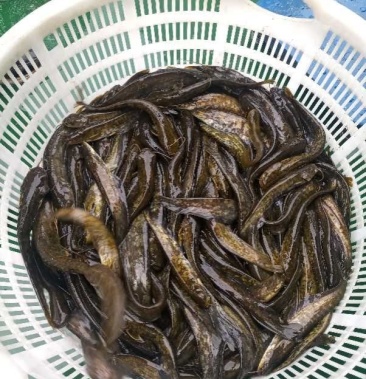 [土鯰魚批發]花肚皮江鯰,肚子裡沒油價格35.00元/斤 - 一畝田