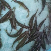 青鱼