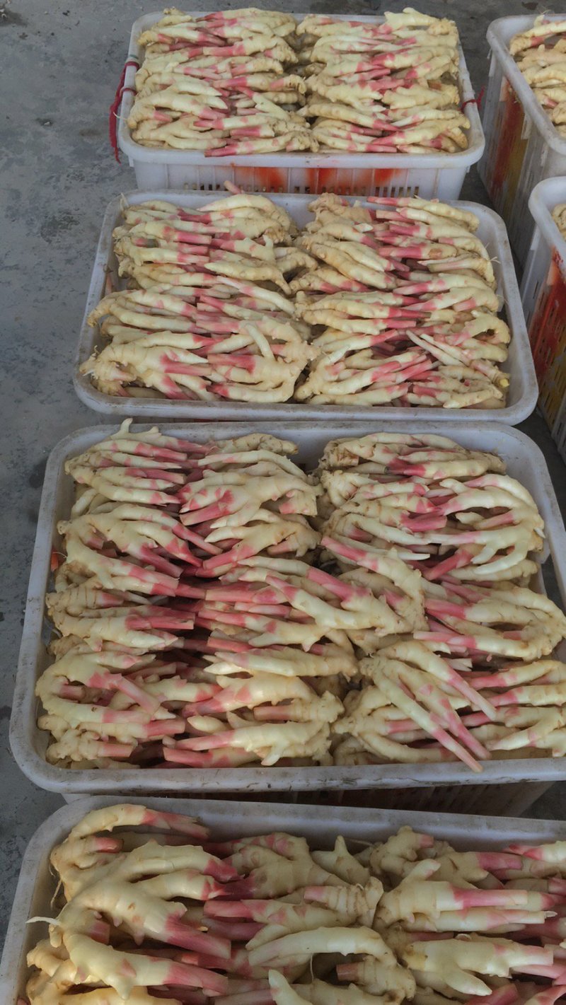 精品仔姜,产地直供,色鲜形美!脆嫩味香!