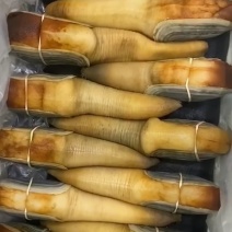 大量现货批发加洲刺身蚌，象拔蚌，大蚌，A级，B级，水蚌