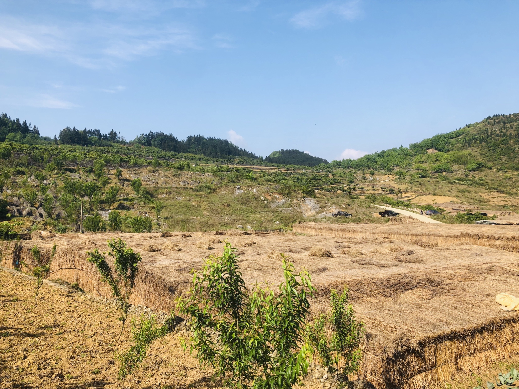 长裙竹荪林下栽培实景