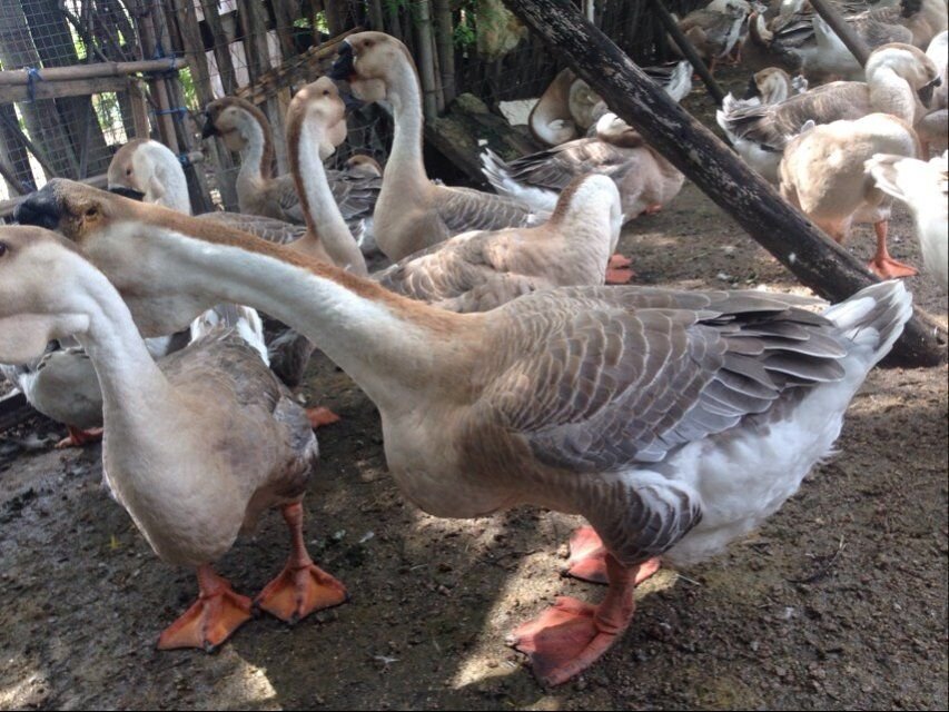 狮头鹅苗头部特征