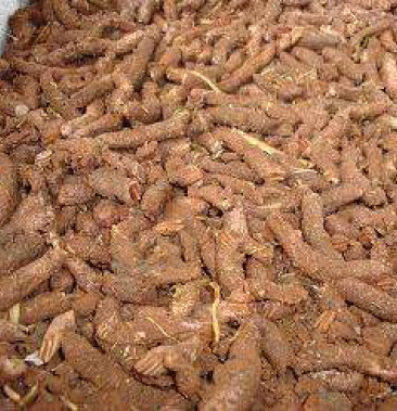 蝗虫卵蚂蚱卵繁殖首选