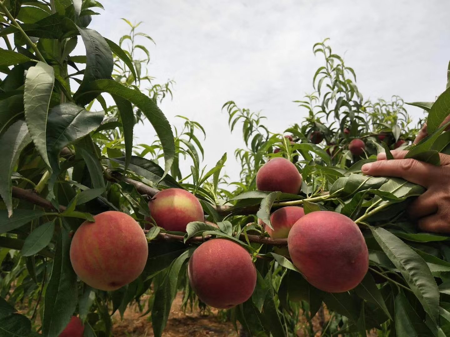 春雪脆桃果园实景图