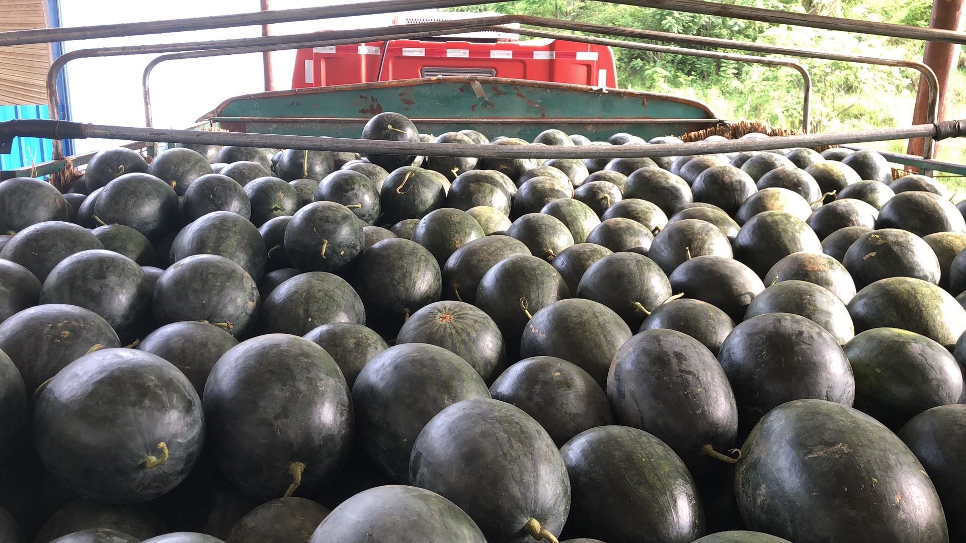 黑龙江黑美人西瓜采摘现场