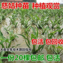 湖北大量慈姑种苗茨菰茨菇种苗现货