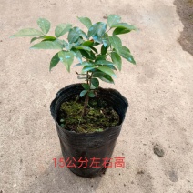 四季红妃嘉宝果庭院盆栽地栽树葡萄苗四季皆可开花结果