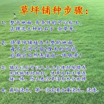 进口剪股颖草籽孑别墅庭院绿化高档四季常青