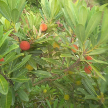 东山乌紫杨梅