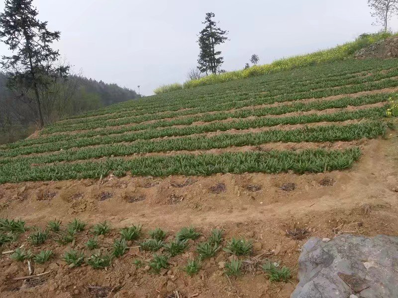 平贝母规模化种植基地航拍图