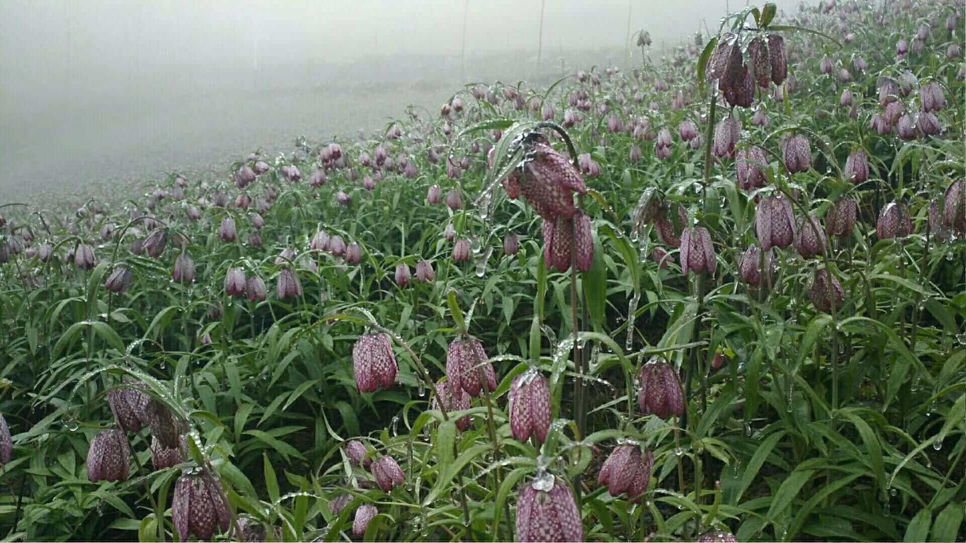 浙贝母植株特写