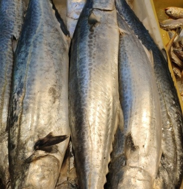 舟山马鲛鱼川乌舟山徐鲜笙水产有限公司.一手货源