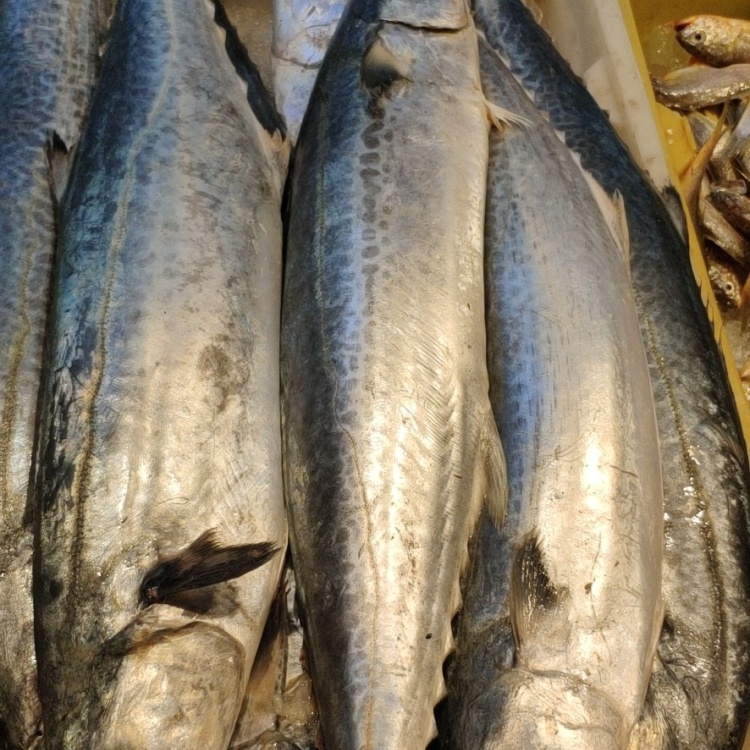 [马鲛鱼批发]舟山马鲛鱼川乌舟山徐鲜笙水产有限公司.一手货源价格18.