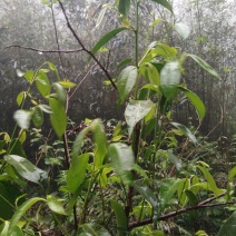 广西金秀大瑶山土特产石崖茶，一袋装一斤。