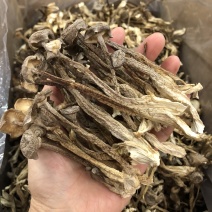 鹿茸菇