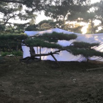 供应各种规格造型松