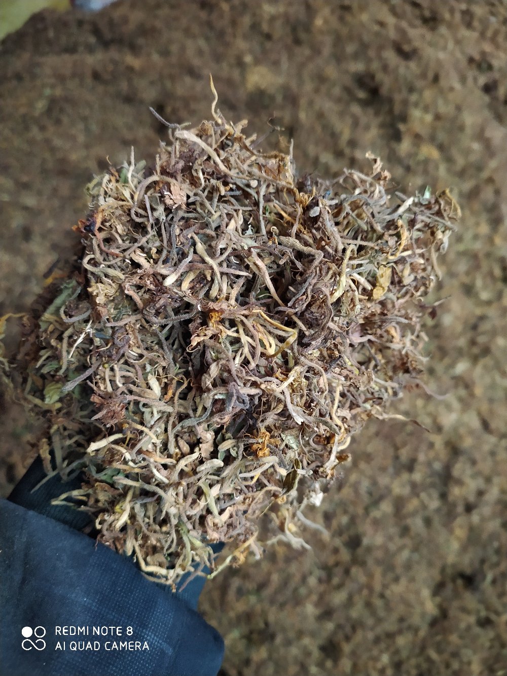 贵州铜仁野生山银花无硫金银花干货大银花干品岩银花忍冬藤