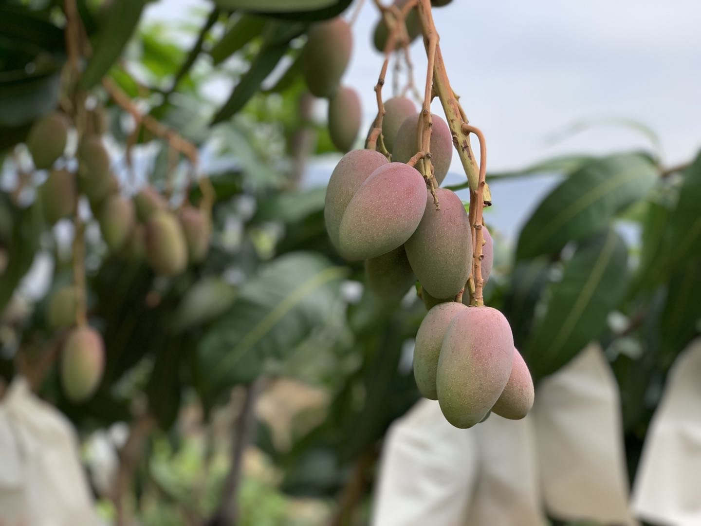 南宁果园采摘贵妃芒场景