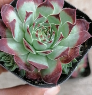 多肉植物一长生草系列一柔情,状态超美,颜色红,带盆发物流