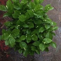 茉莉花和各种栀子花需要的朋友请联系我，量大从优。