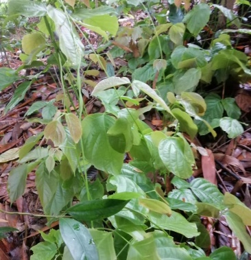 大量出售鸡血藤苗广西本地扁血藤种源种苗