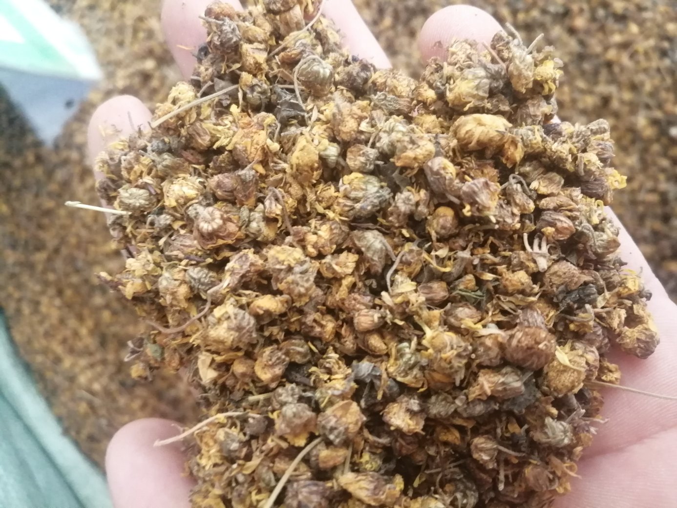 野菊花从田间到终端的全链条价值拆解示意图:左侧为鲜花采摘现场(工人戴手套分批采收未开放花蕾),中部为现代化热风烘干车间(多层网带式设备,温湿度实时监控屏显示65℃/35%RH),右侧为电商直播间特写(主播手持50g铝箔袋装野菊花,背景板标注'绿原酸1.38%'及SC编号;底部箭头标注各环节增值倍数:原料端1x→初加工1.8x→品牌礼盒8.2x→功能食品12.5x) 野菊花产业链价值分布图