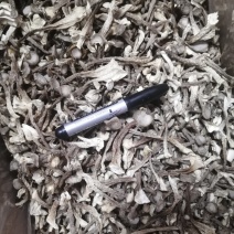 鹿茸菇特级A
