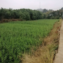 夹竹桃精品地苗，基地直供，规格齐全