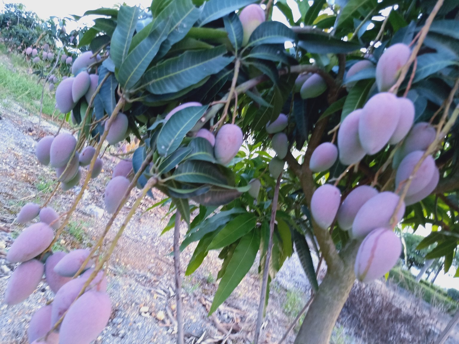 山竹果园成熟果实