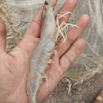 渤海湾优质海虾十来个头的大虾
