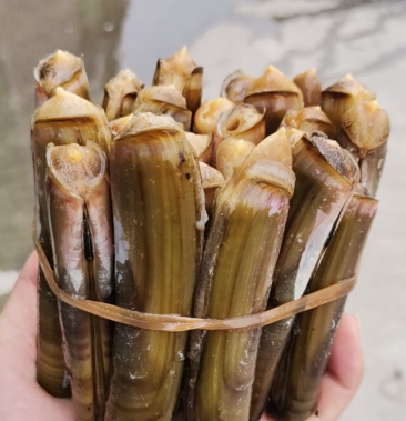 优选山东水产大刀把蛏子海蛏竹节蛏笔杆蛏大量供应