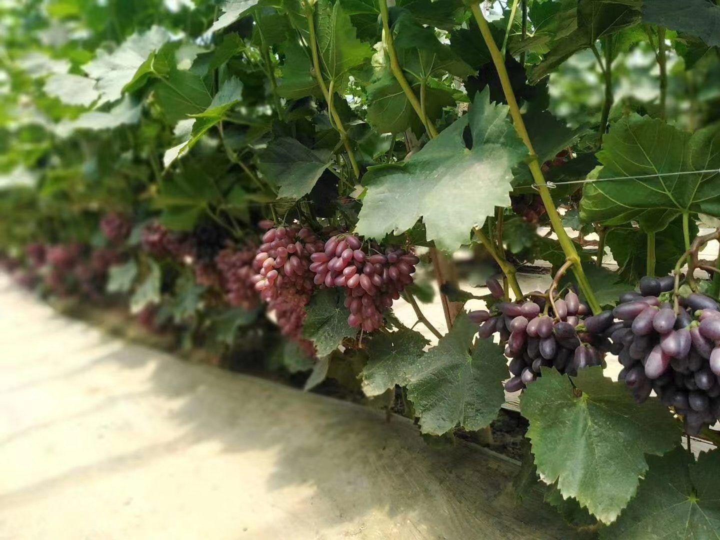 一串饱满、色泽鲜亮的红提葡萄悬挂在藤蔓上,果实呈深紫红色,表面带有自然果粉,背景为阳光照射下的葡萄园,突出其新鲜、有机、健康的形象 红提葡萄特写