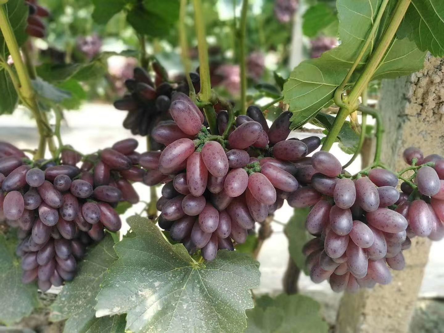 高清微距摄影:左列依次为‘翡翠王’生样(翠绿紧实花蕾)、蒸5分钟样(花蕾微张仍挺立)、炒制2分钟样(边缘轻焦化但结构完整);右列为‘雪峰’生样(乳白致密curd)、蒸5分钟样(表面起皱、边缘软塌)、炒制2分钟样(明显出水、结构松散);所有样品按统一厚度(8mm)切片,背景为标准灰卡,光源D65 西兰花与花菜烹饪前后质地对比图