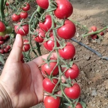 西红柿苗千禧贝贝花生果樱桃西红柿苗各色小西红柿苗供应