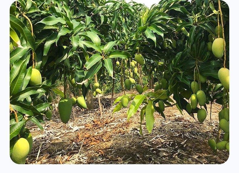 小芒台果树在阳光下生长旺盛,果园整齐有序,果实挂满枝头 小芒台果园种植场景