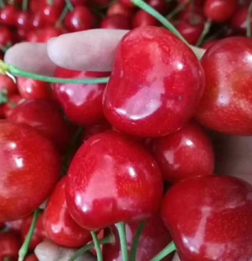 [樱桃批发]山海关大樱桃价格6.00元/斤 - 一亩田