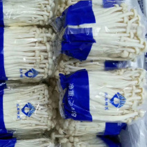 山东地区海鲜菇1斤420g特色食材