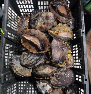 鲜鲍鱼一手货源原产地批发,精选海上鲜活鲍鱼.