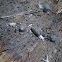 江苏白玉蜗牛种蜗培育基地