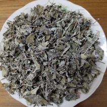 瑶族深山的野生藤茶，藤婆茶，