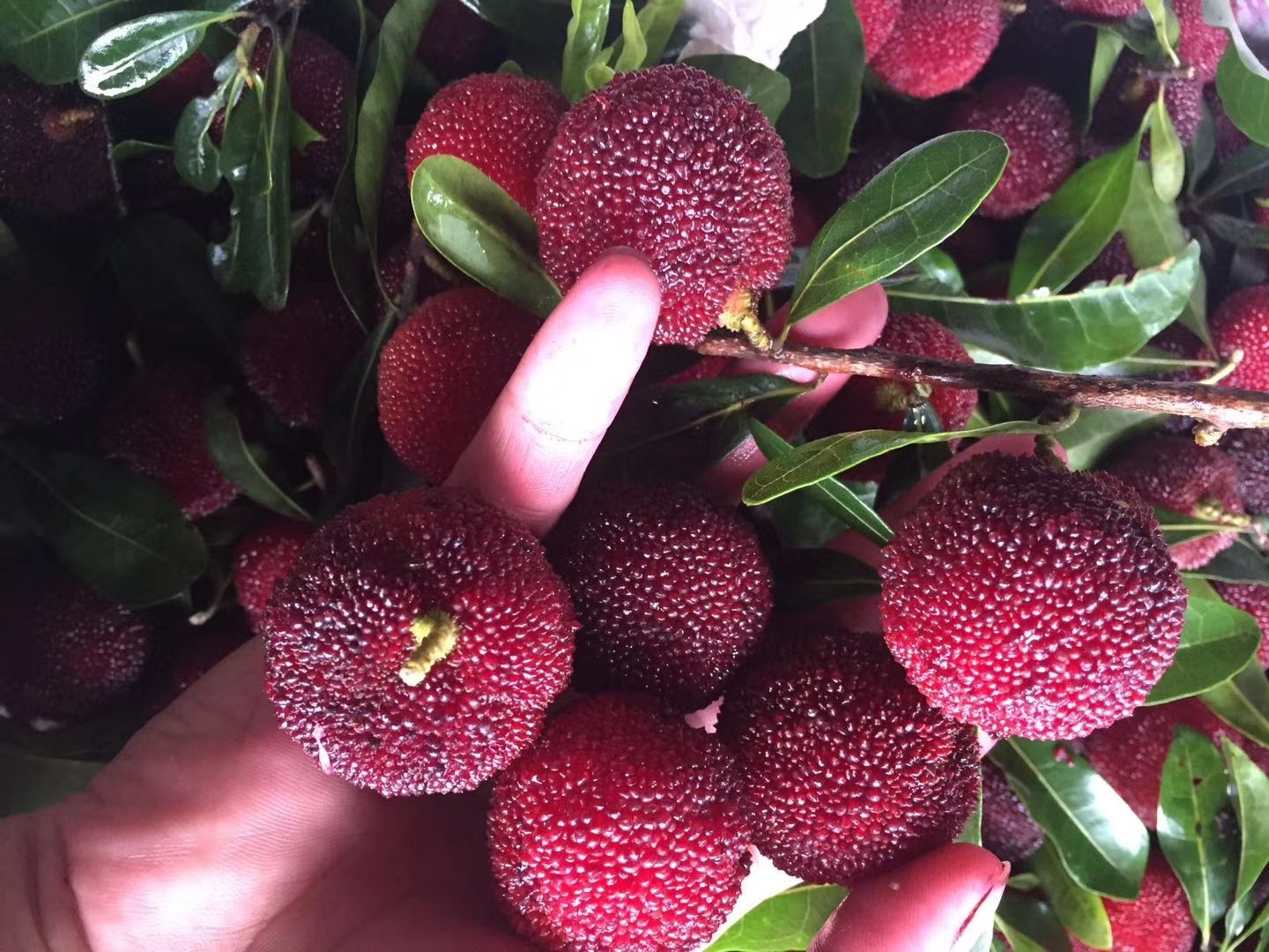 东魁杨梅与黑炭杨梅实物对比图