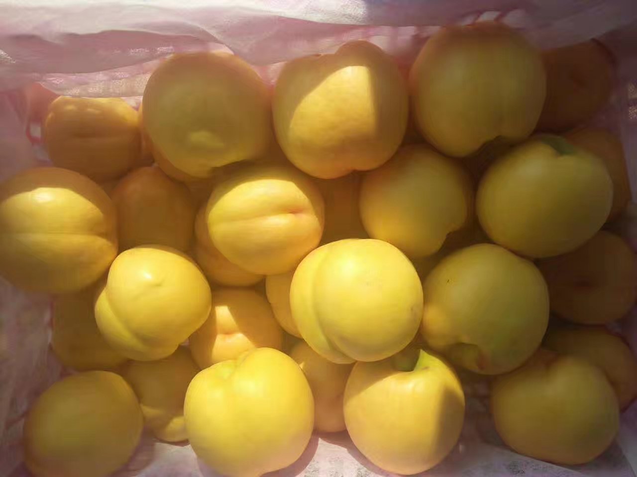 糖水杏子成品图,色泽金黄,果肉软糯,糖汁浓郁 杏子甜品成品图